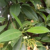 Cyrtophyllum fragrans (Roxb.) DC.
